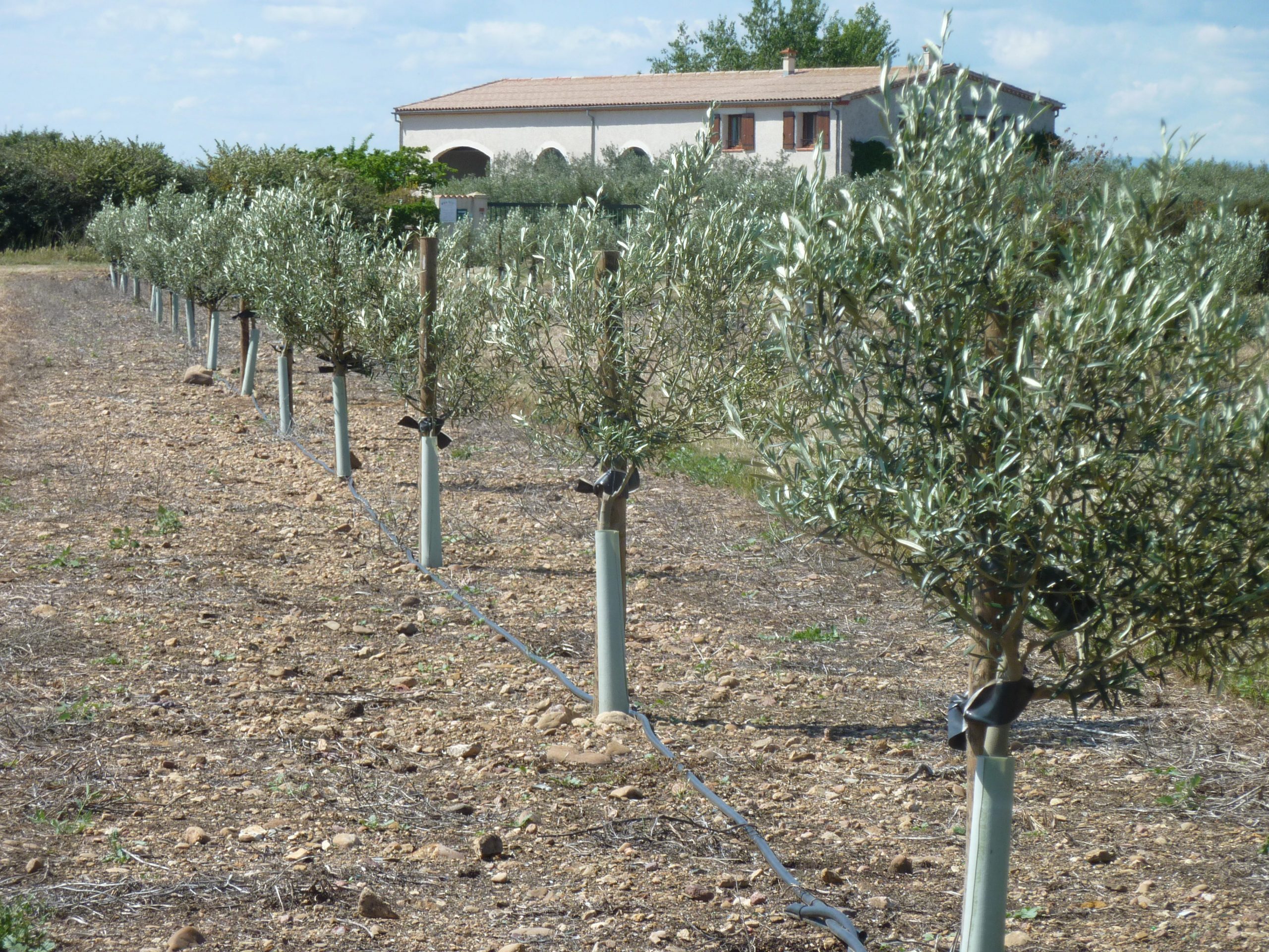 domaine Lupia Producteur d'olive à Sérignan à proximité de Béziers
