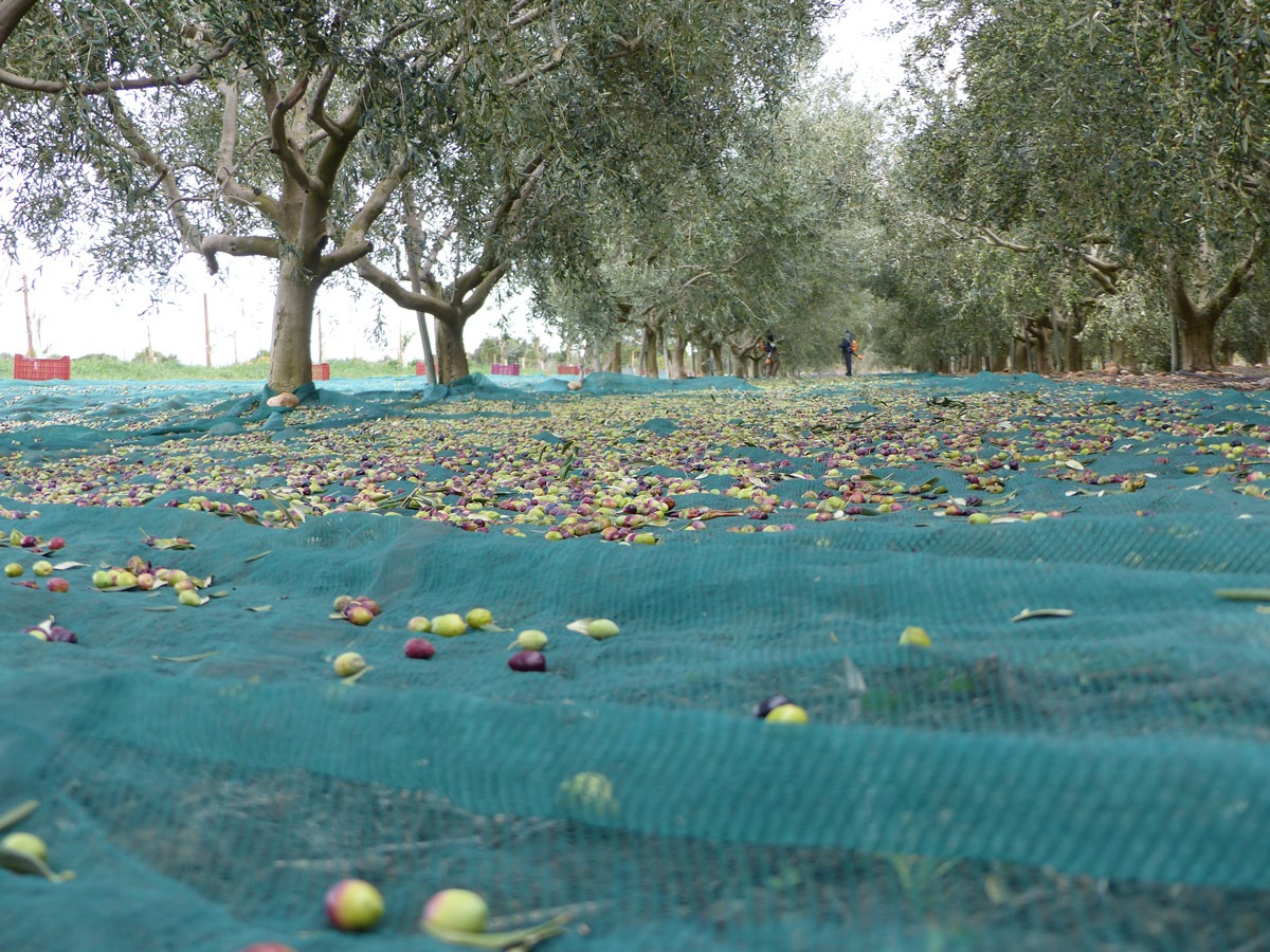 Olives lucques Sérignan