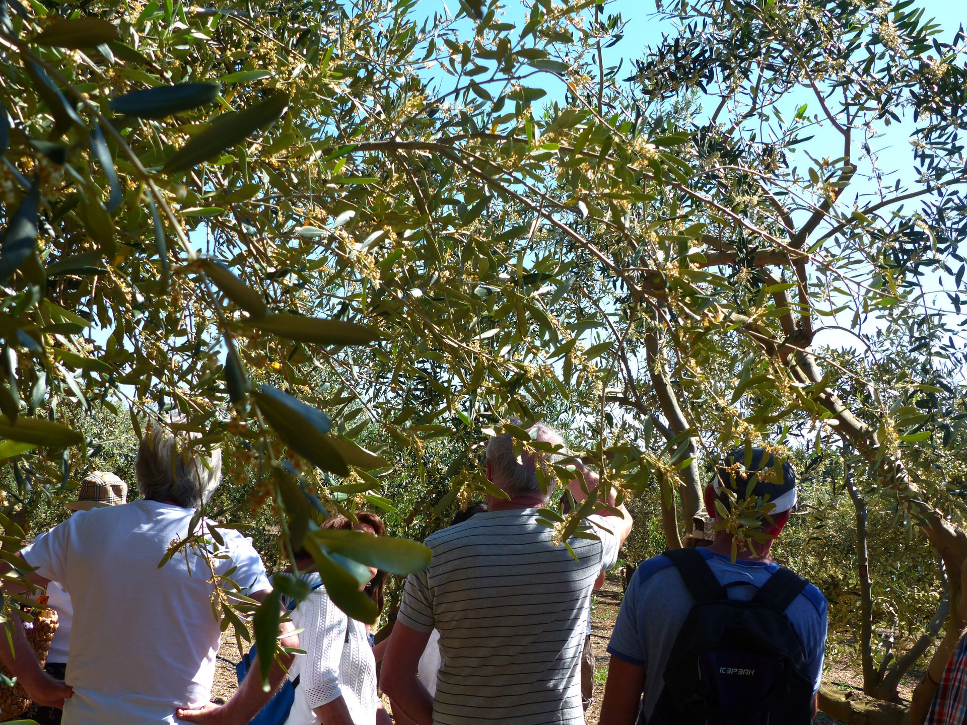 Visite de l'oliveraie du Domaine Lupia