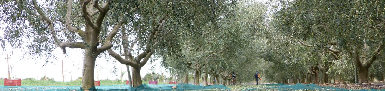Ramassage des olives du Domaine Lupia