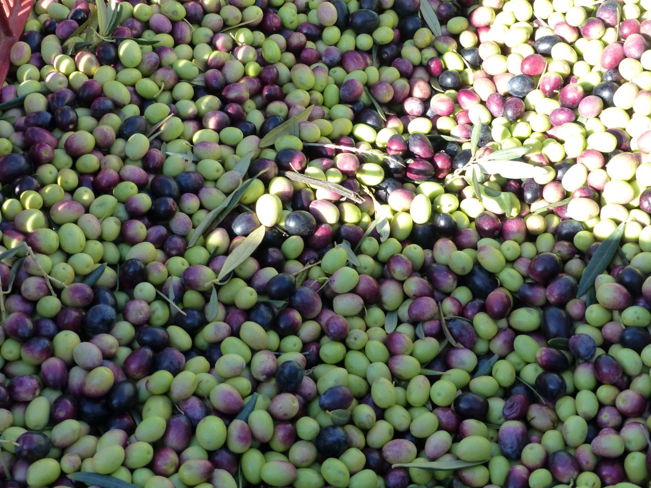 Récolte des olives du Domaine Lupia