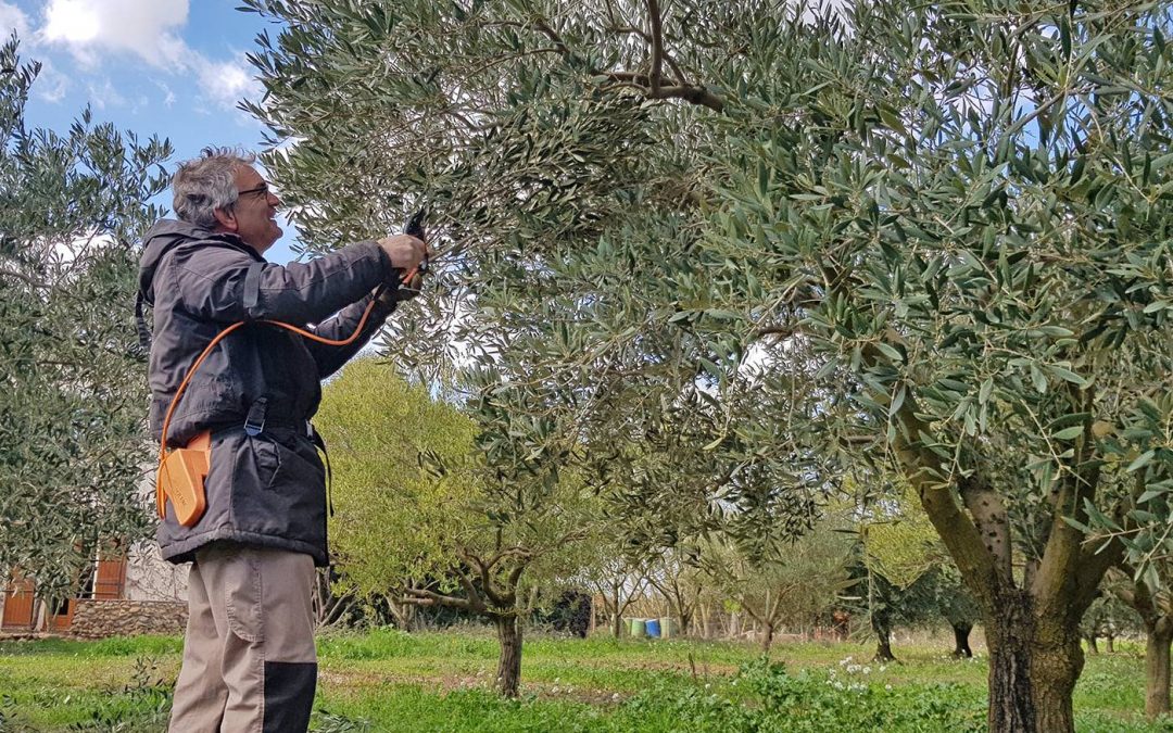 Initiation à la taille de l’olivier