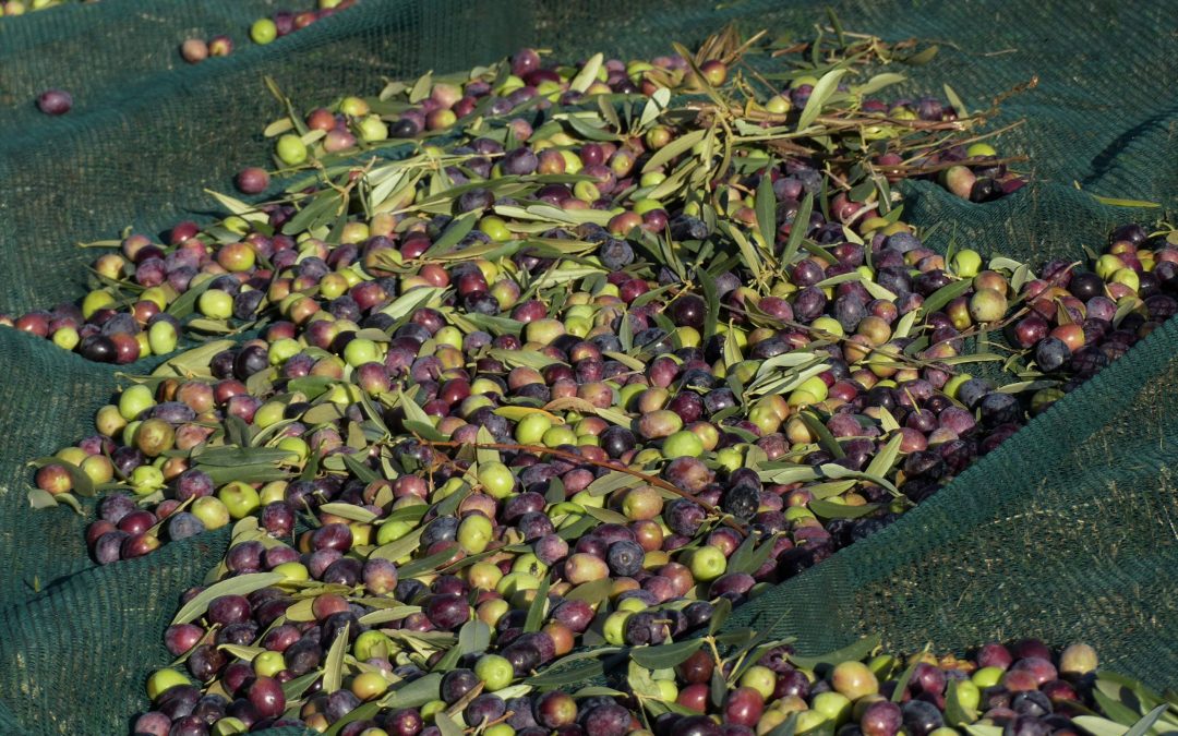 Récolte des olives à huile