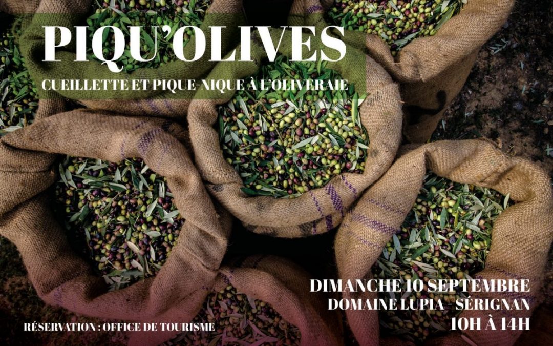 PIQU’OLIVES : CUEILLETTE ET PIQUE-NIQUE DANS L’OLIVERAIE
