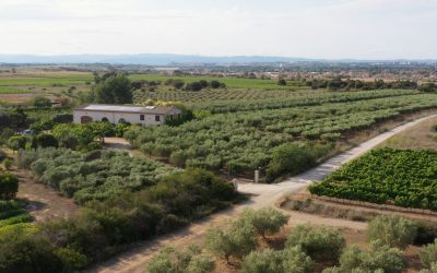 Marché de producteurs