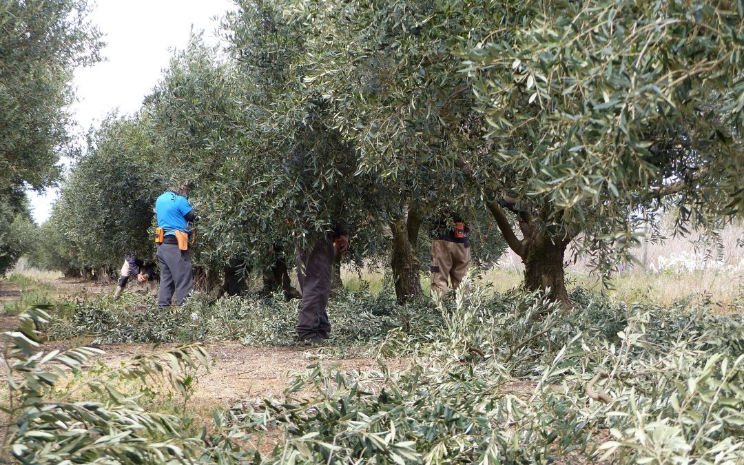 Initiation à la taille de l’olivier : Édition 2024