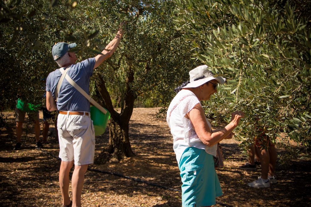 Cueillette et pique-nique dans l'oliveraie