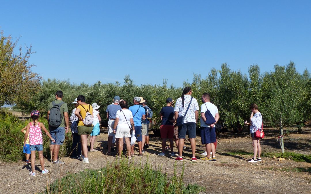 PIQU’OLIVES : CUEILLETTE ET PIQUE-NIQUE DANS L’OLIVERAIE 2025