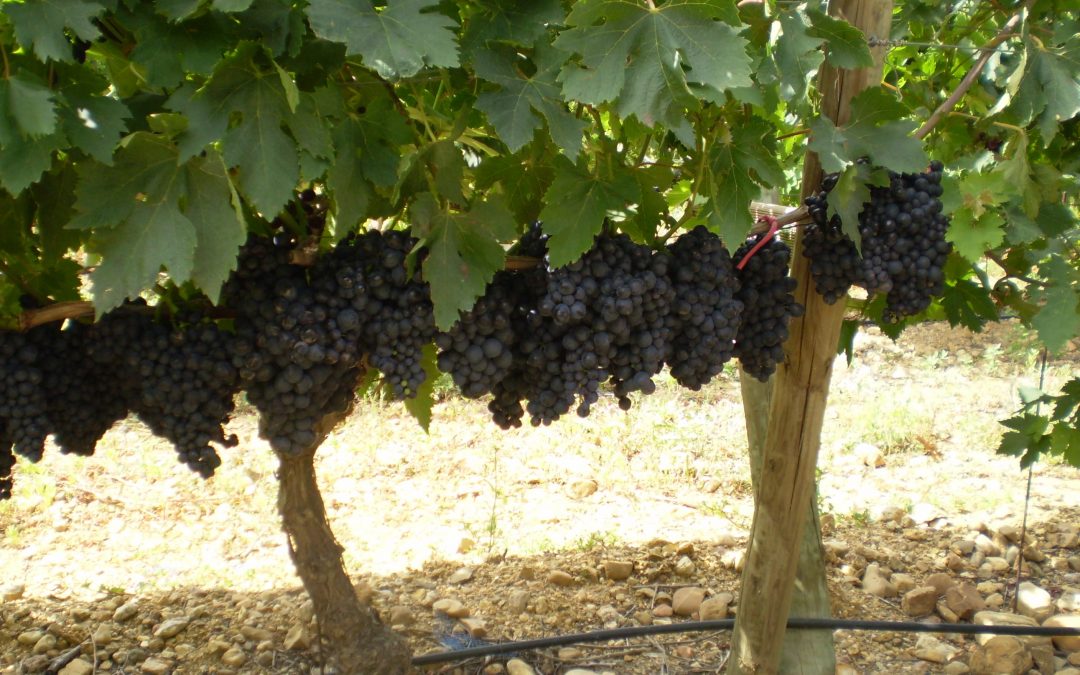 Une nouvelle ère s’ouvre au Domaine Lupia