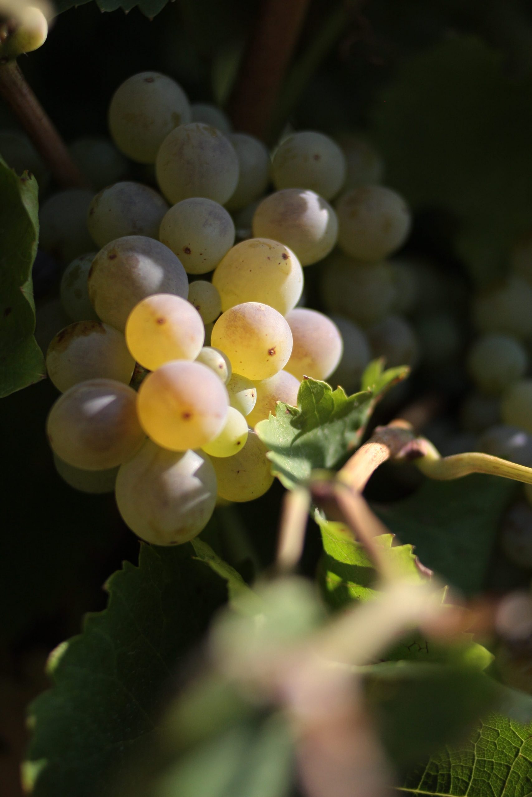 grappe de raisin raisin